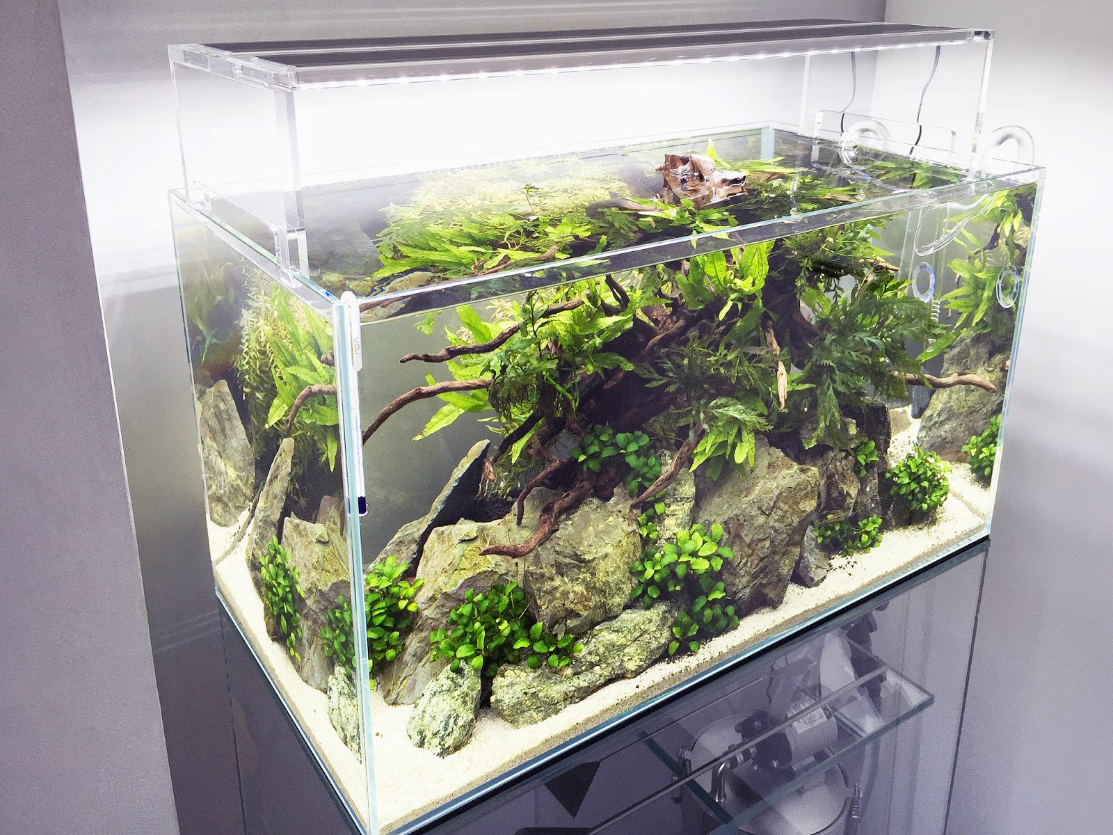 Aquascape Lounge 60cm水槽に生体引っ越し作業