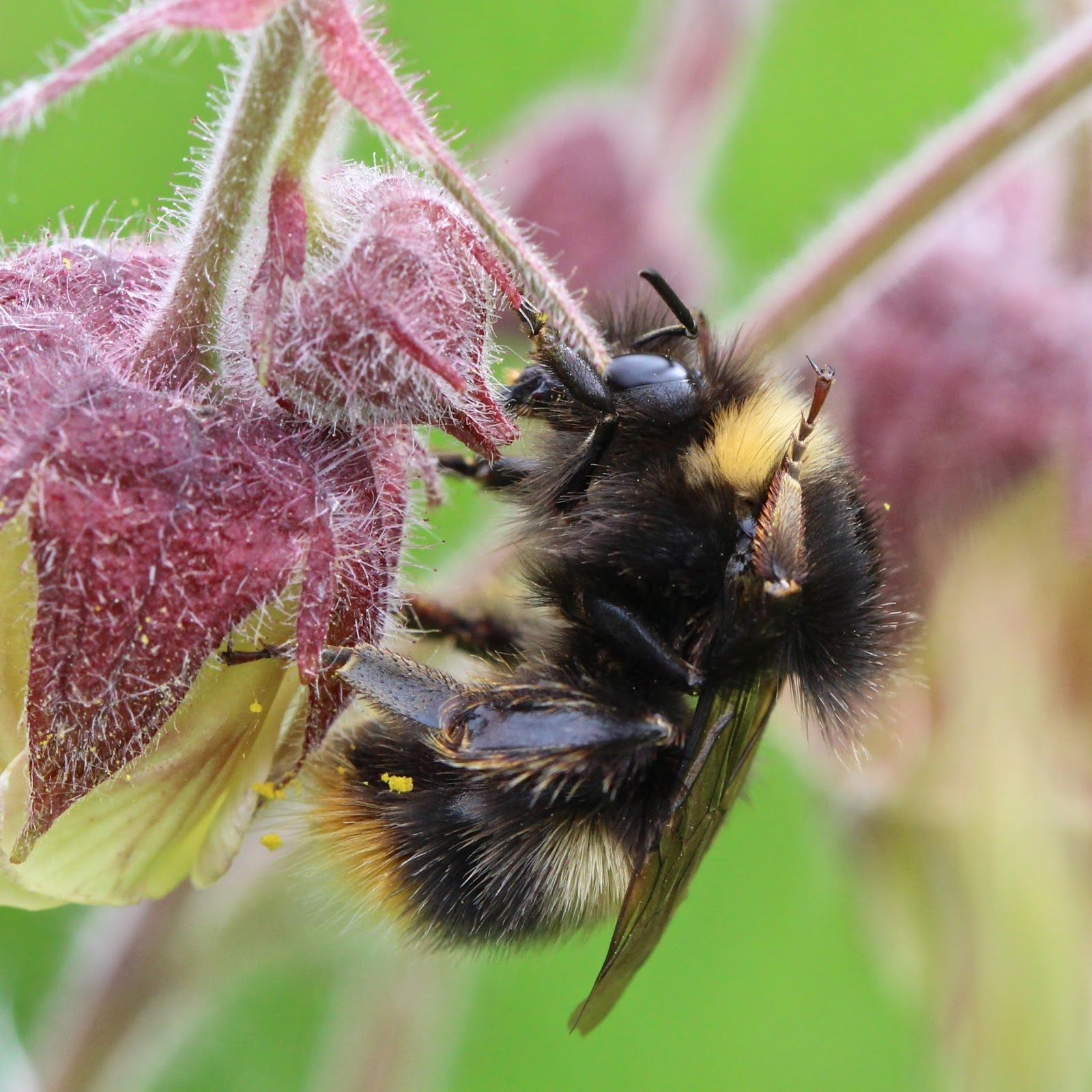 what is the meaning of bumblebees are out