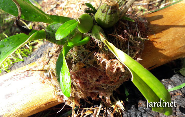 Oncidium plantada no tronquinho de madeira
