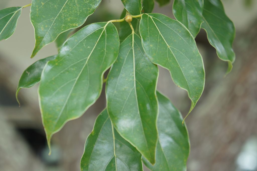 北源國小校園植物: 樟樹