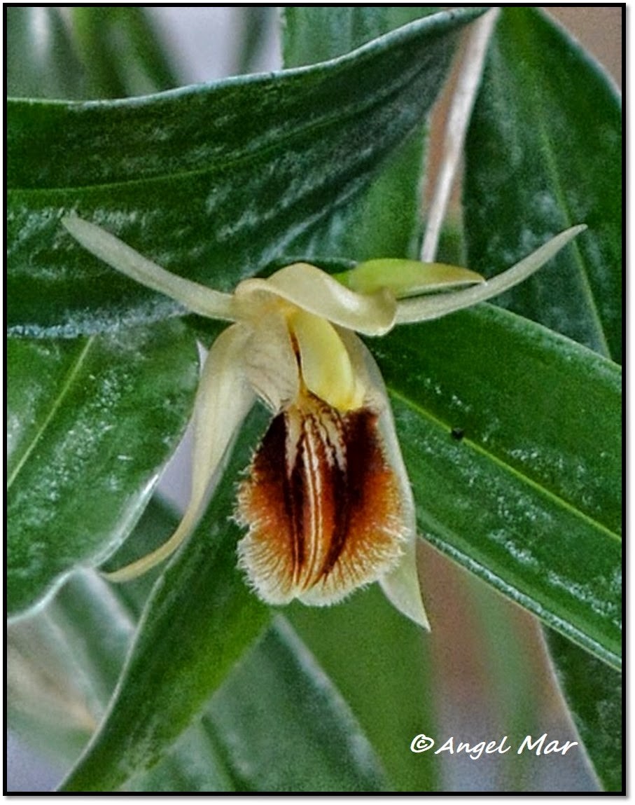 Orquídeas Blog de Angel Mar Coelogyne ovalis (En plena