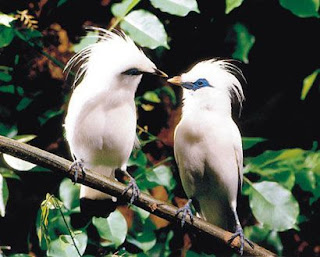 5 Besar Burung Paling Langka di Dunia