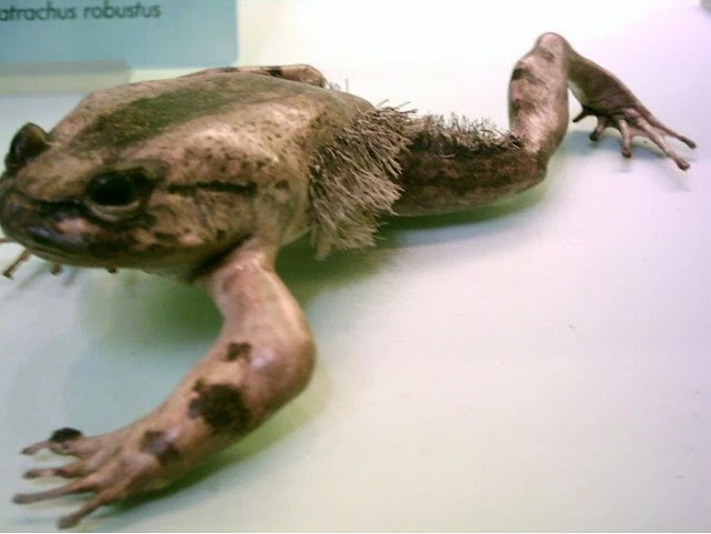 Katak Berbulu