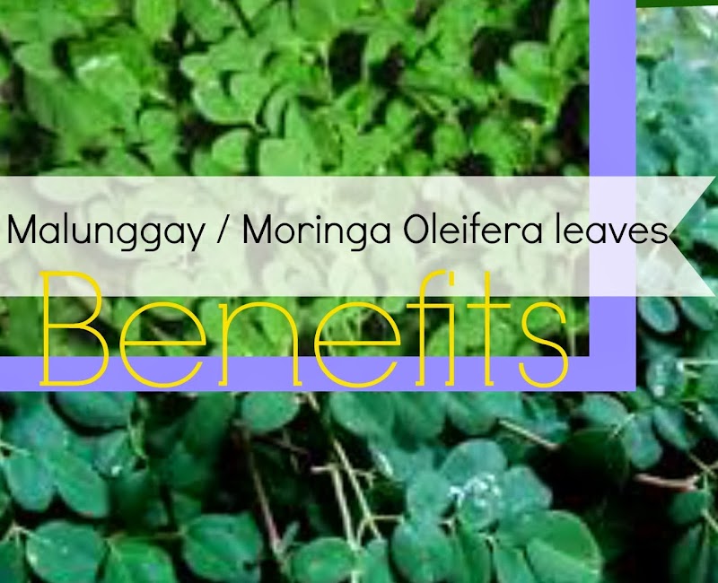 Malunggay/Moringa Oleifera Leaves Benefits
