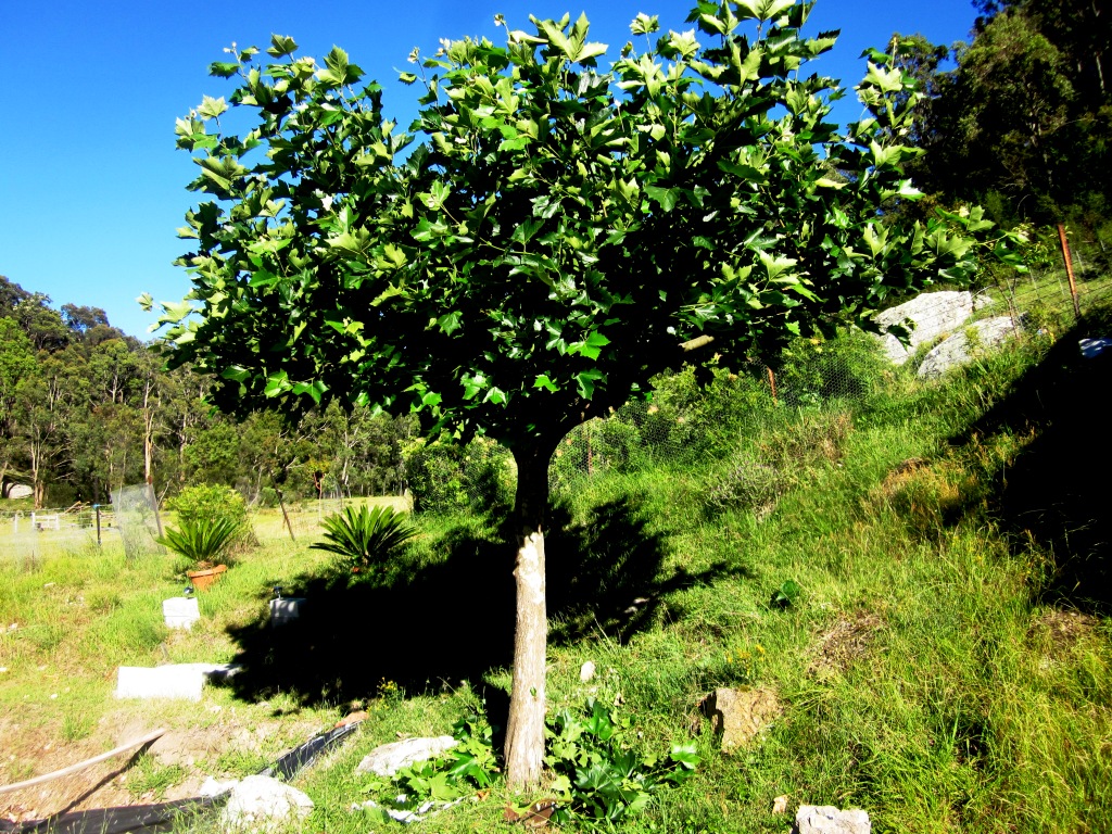 "The Drip" Mudgee Progress with Pollarding of the Plane Tree.