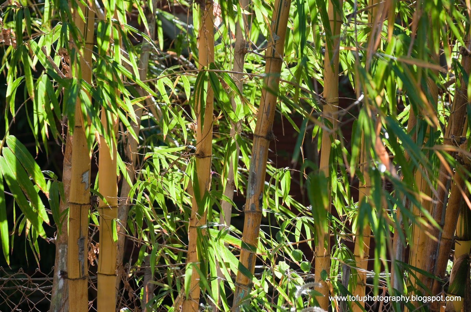 Tofu Photography A clump of bamboo at Gapuwiyak, Northern Territory
