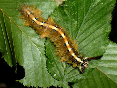 Trabala pallida caterpillar Trabala pallida caterpillar