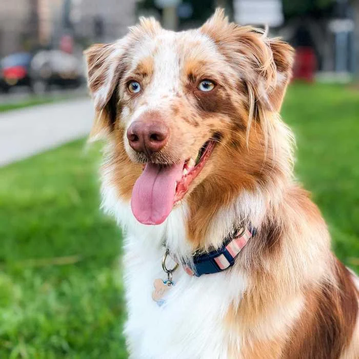 Care needs an Australian Shepherd dog