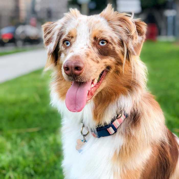 All About The Australian Shepherd Dog Breed Information