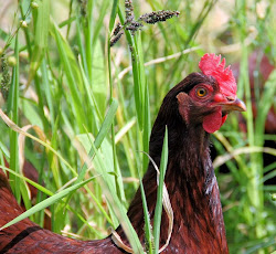 chicken coop mobile orchard slope sunny chickens