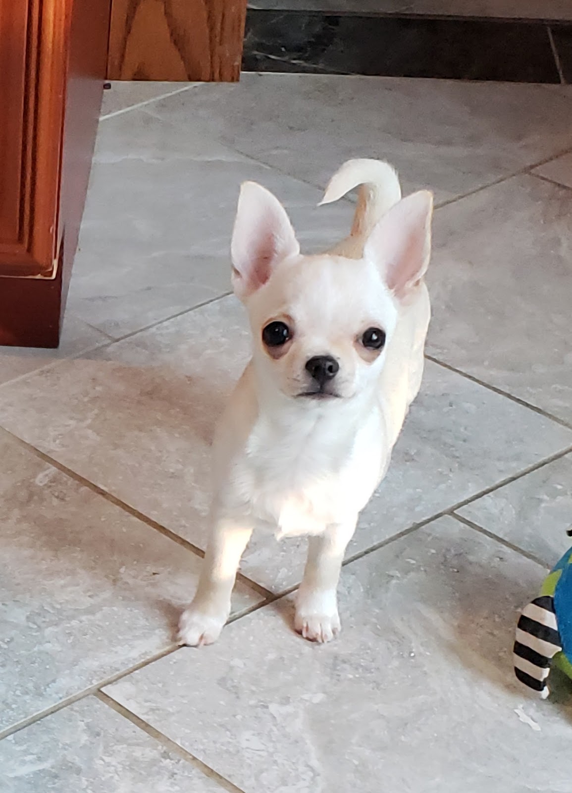 australian shepherd mixed with cattle dog
