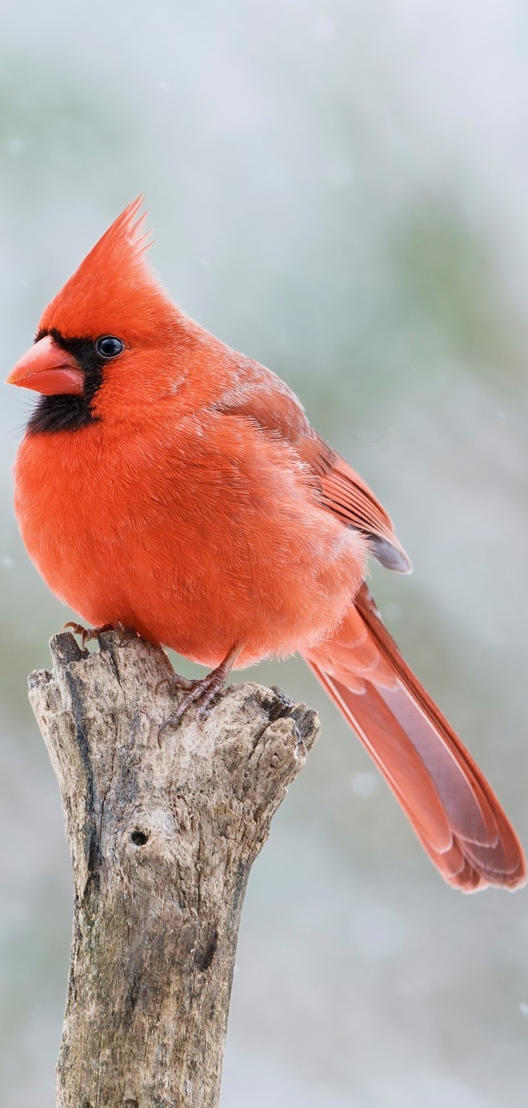 A male red cardinal.