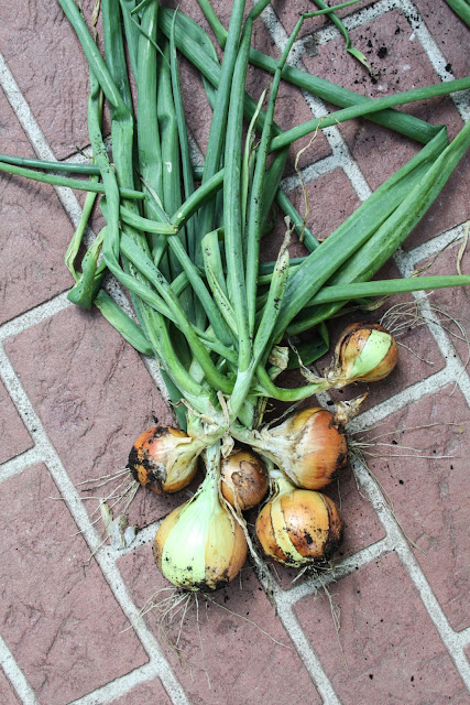 savor summer, onions, gardening, harvesting, Anne Butera, My Giant Strawberry