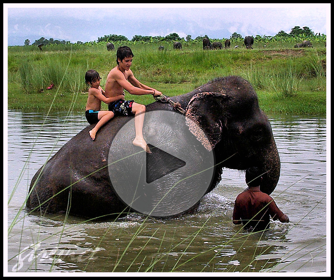 VIDEO: Baño con elefantes.