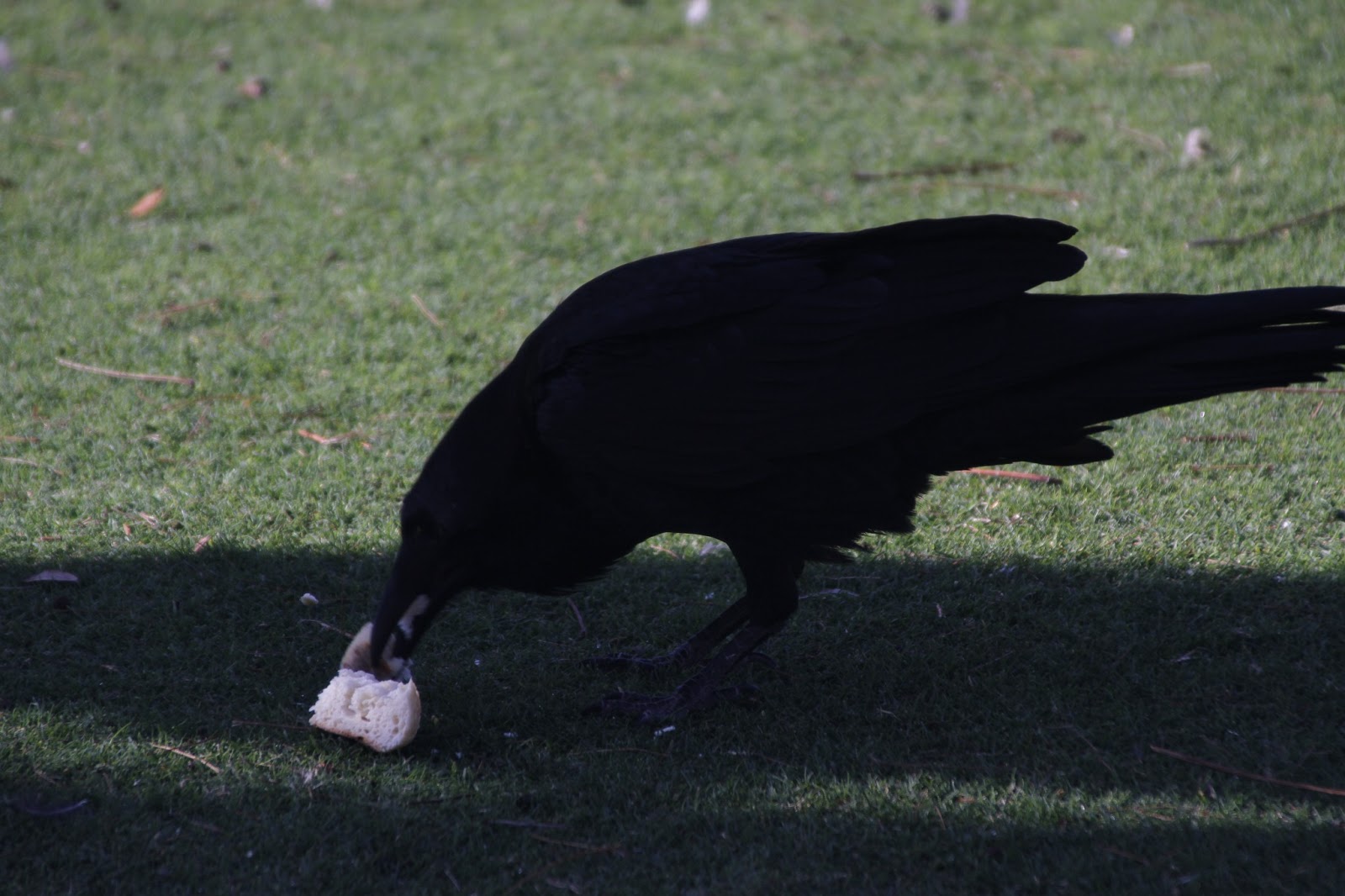 Deserts and Beyond Raven and breadWild Bird Wednesday022713