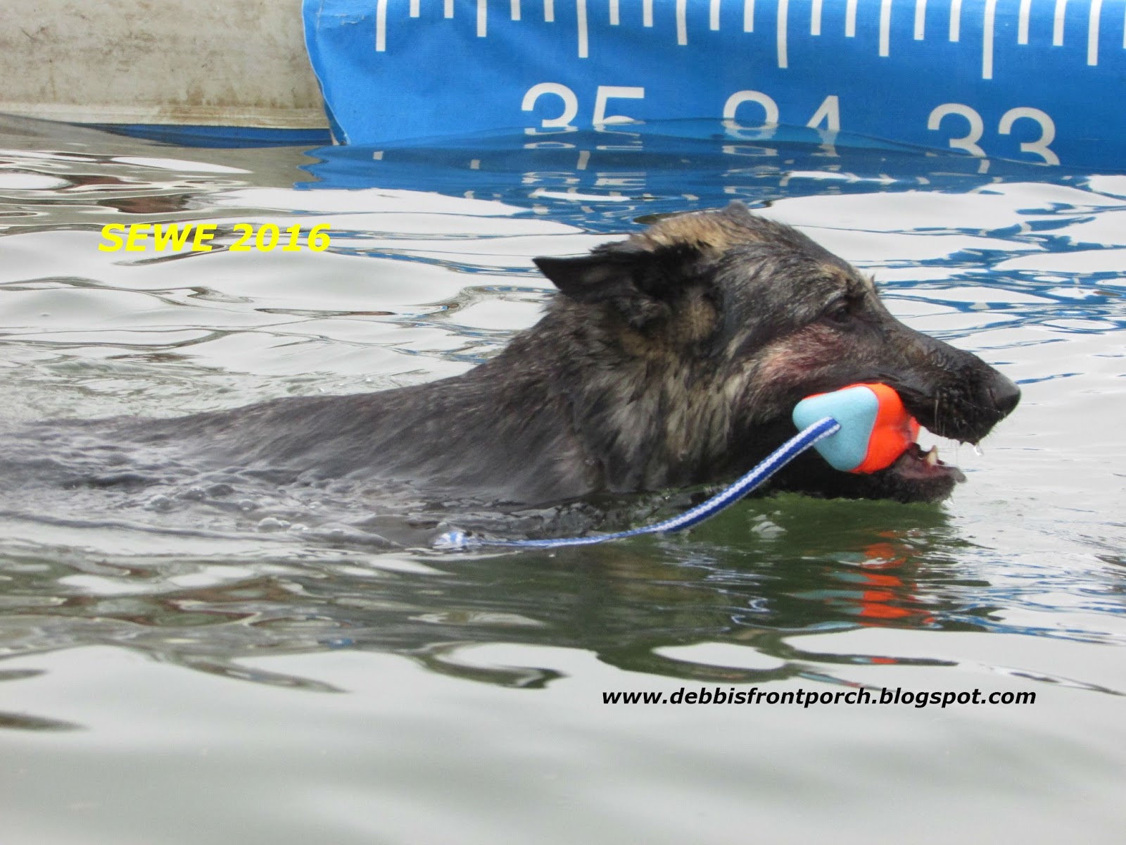 Debbi's Front Porch: SEWE 2016 Dock Diving Dogs!
