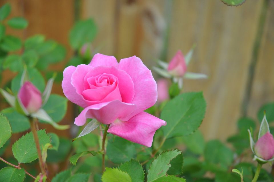Got Compost Bare Root Roses It s Now Or Never or Next Year Got compost bare root roses it s now or never or next year