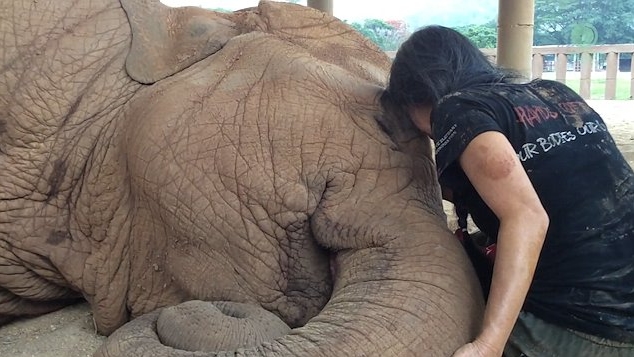 White Wolf : Caretaker Snuggles Up With Rescued Elephant to Help Him Feel  Safe