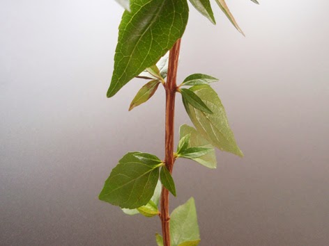 detalle de la rama de la abelia