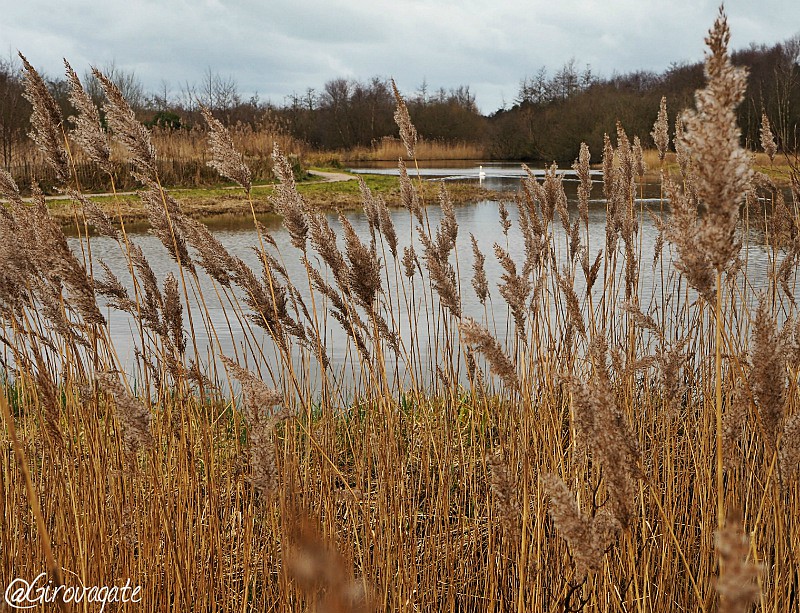 parco naturale marquenterre alta francia