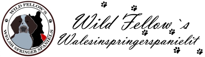Wild Fellow´s walesinspringerspanielit