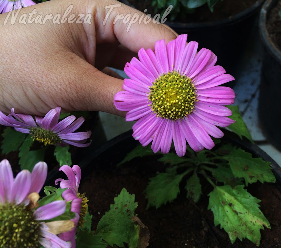 La floración en las plantas puede reprimirse. ¿Por qué?