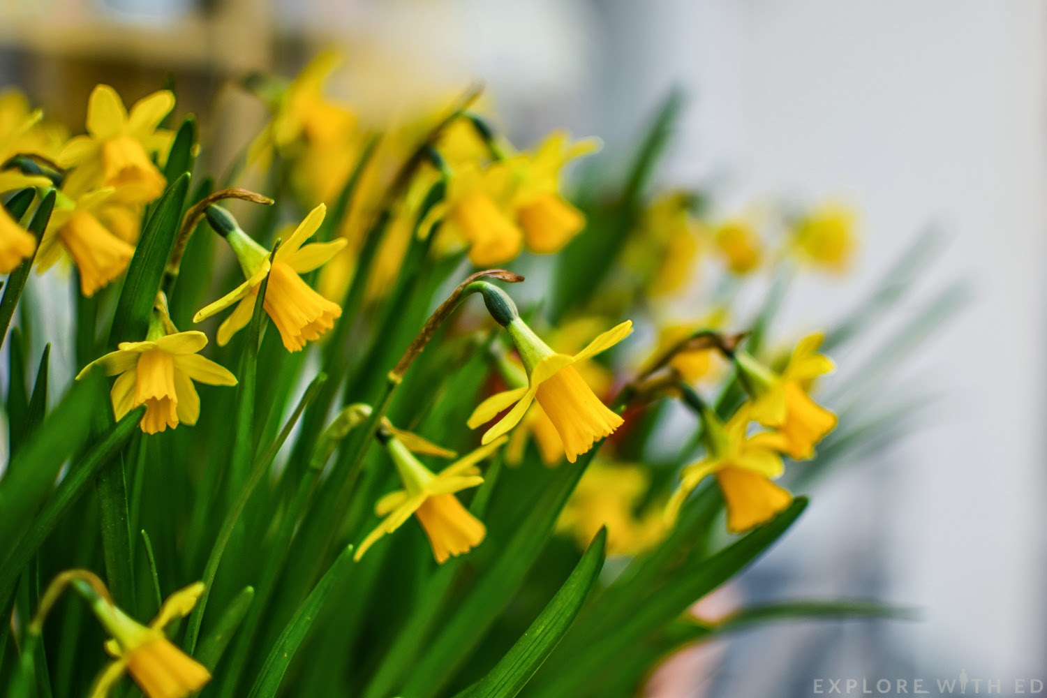 Six Reasons To Visit Tenby in Wales Explore With Ed Wales based