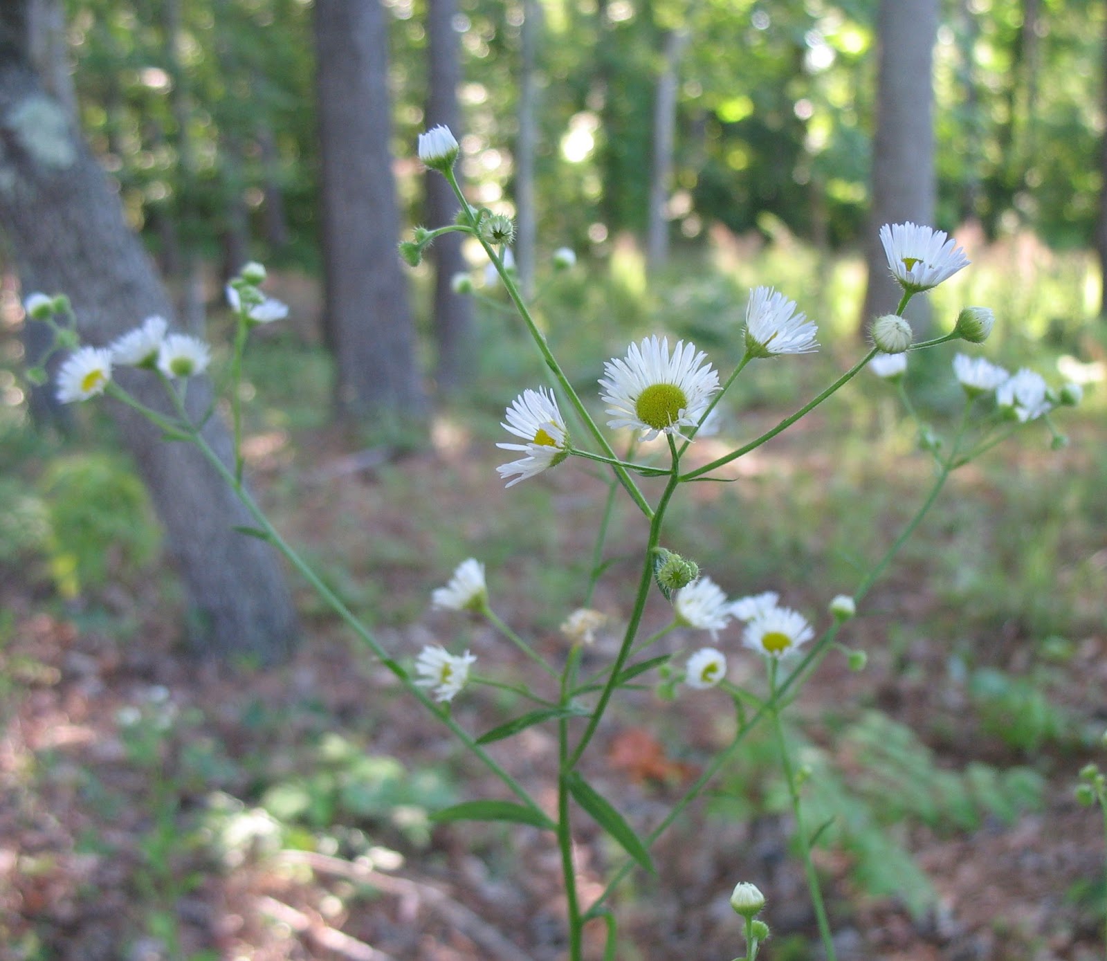 Using Native Plants Roadside Plants in June