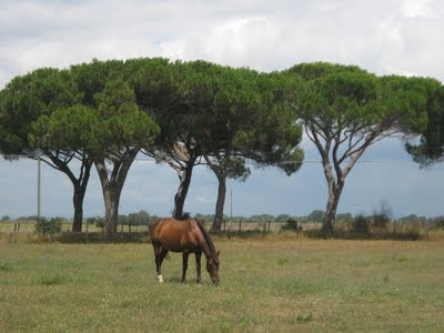 Maremma horse and pine tree in the Maremma National Park