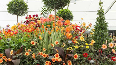 Las plantas en Chatsworth Flower Show 2017