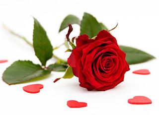 Happy rose Day 2017 Images Happy rose Day 2017 Images