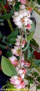 Blueberry Flowers