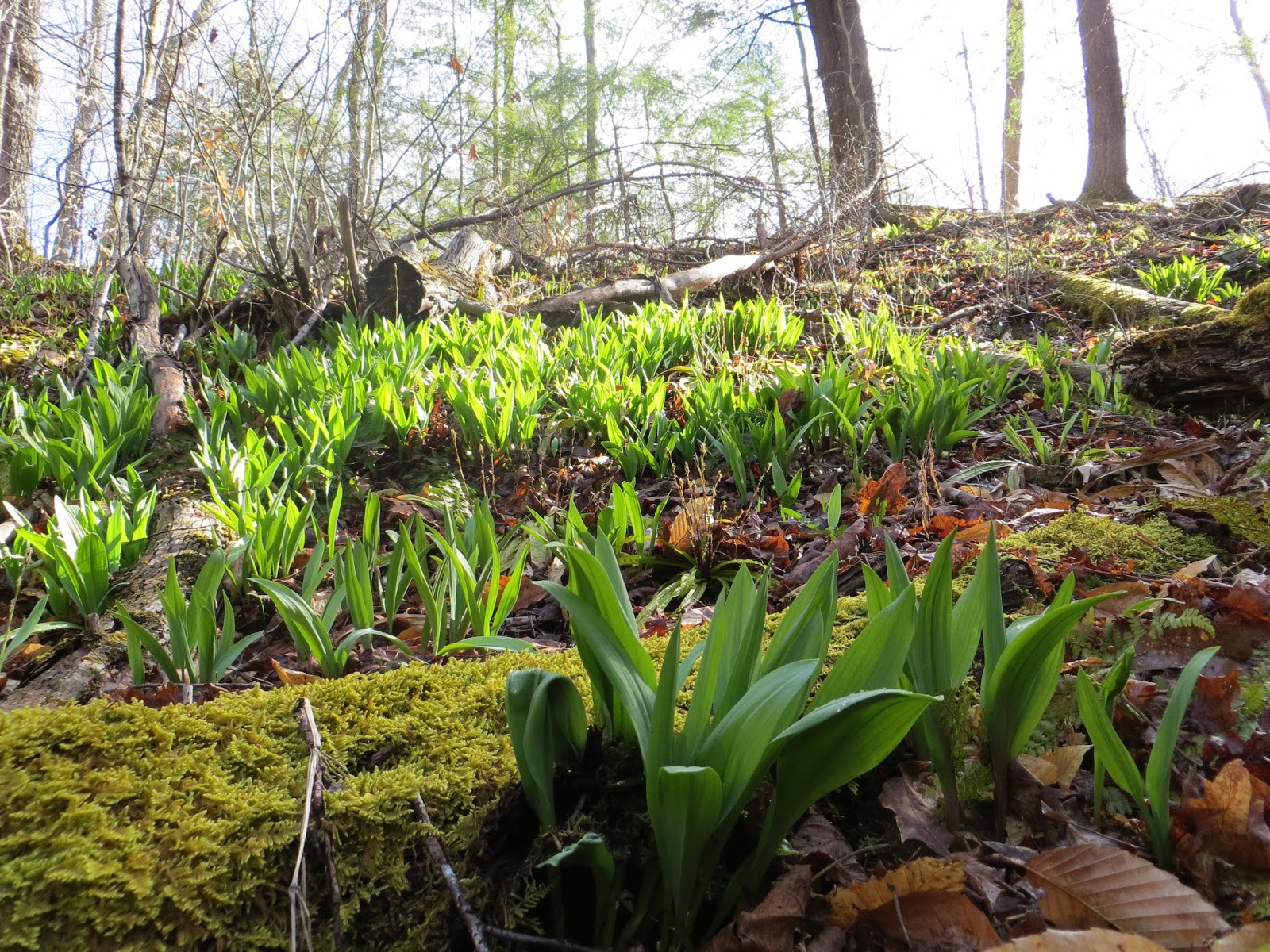 Wellspring Forest Farm & School Blog Spring News Free Article on Wild