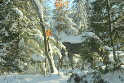 Vivian Regional Forest - Turtles and Tails blog