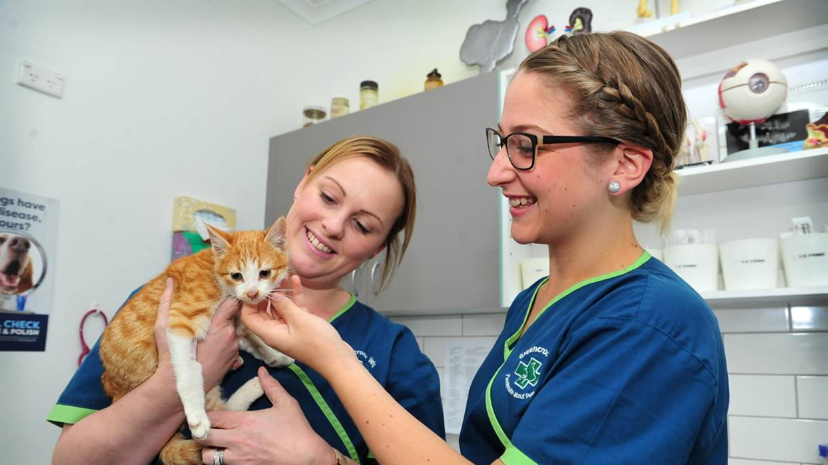Greencross Vets Introduces New Services for Dog Owners Australian Dog