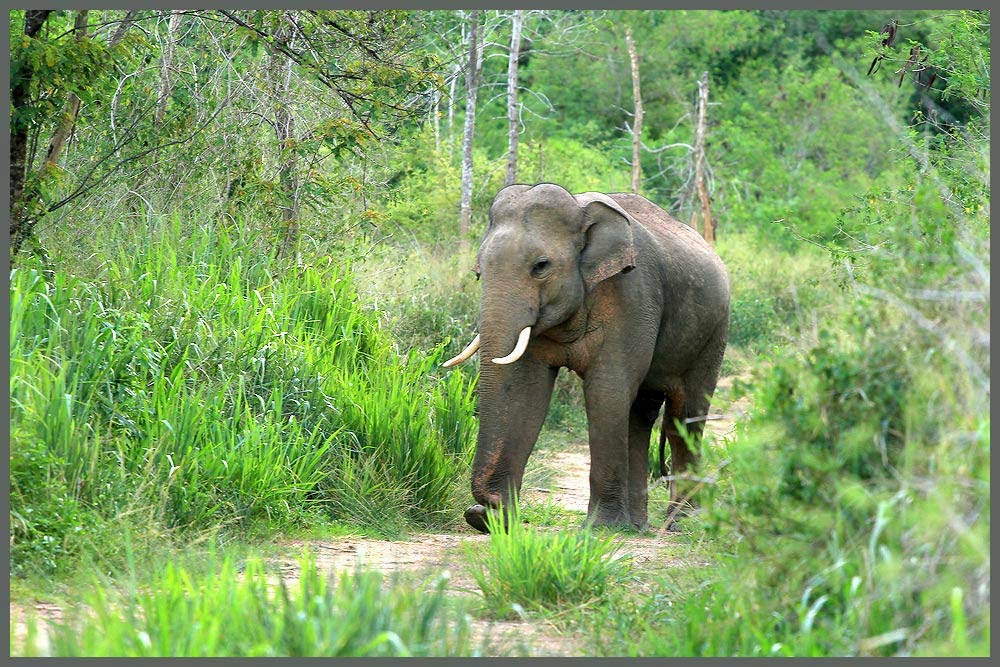 ช้างไทย