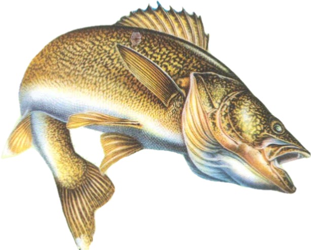 clip art walleye fish - photo #26