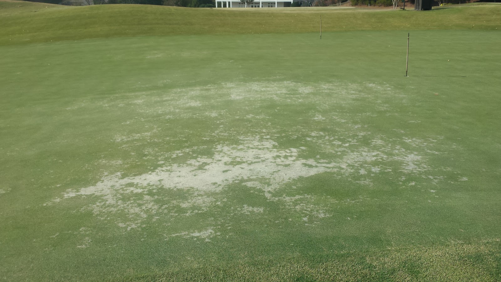 Marietta Country Club Grounds Battling Moss on the Putting Greens!