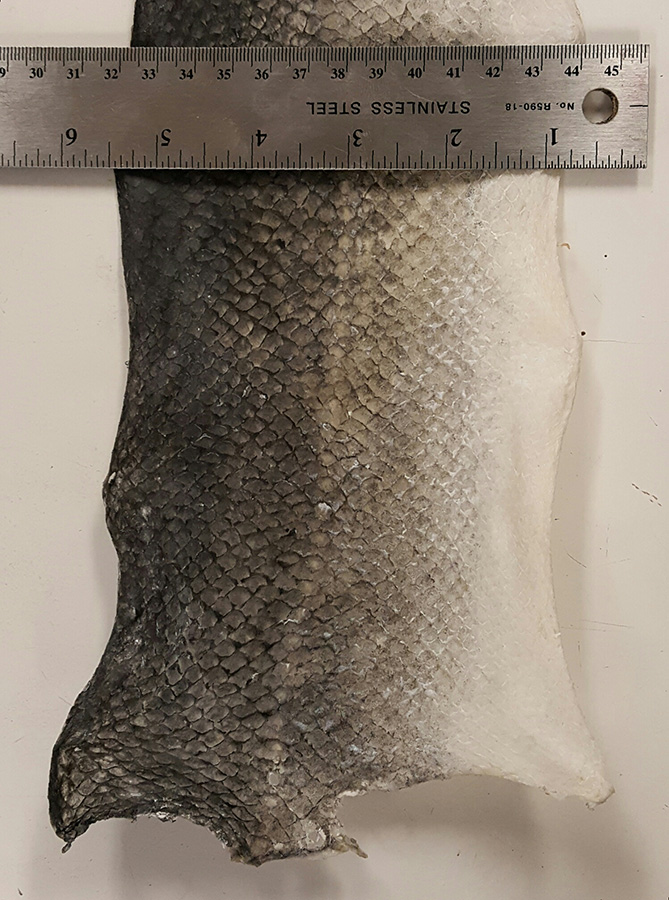 The Pressbengel Project: Exploring German bookbinding traditions and ...