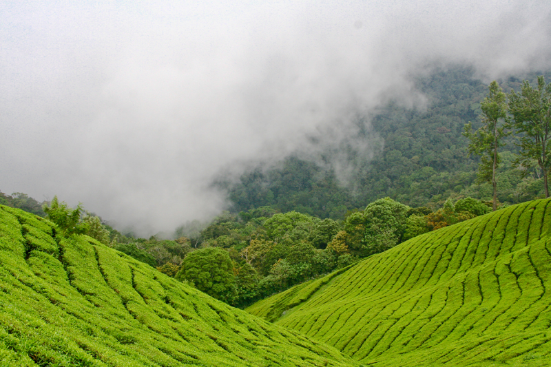 Tea Valley Resort Munnar Tea Plantations