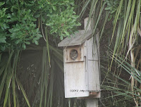 Squirrel in the nest box