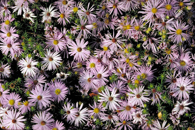 Aromatic Aster