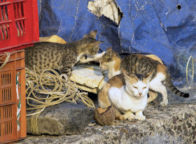 cat, crates, india, jetty, kittens, koliwada, mumbai, nets, street, streetphoto, worli, 