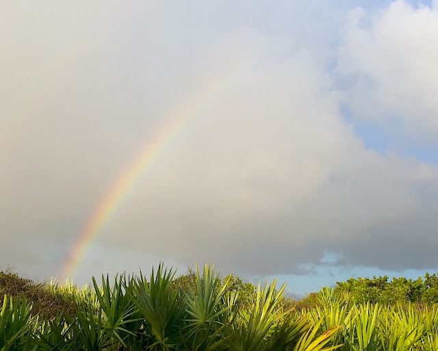 rainbow over saw palmettoes