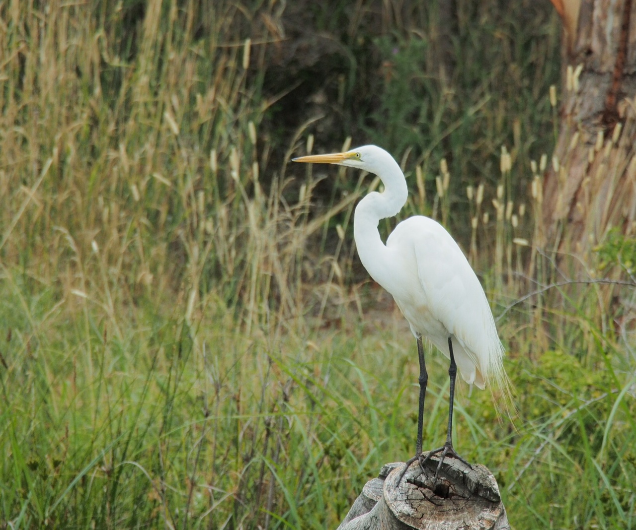 Majura birds: January 2013