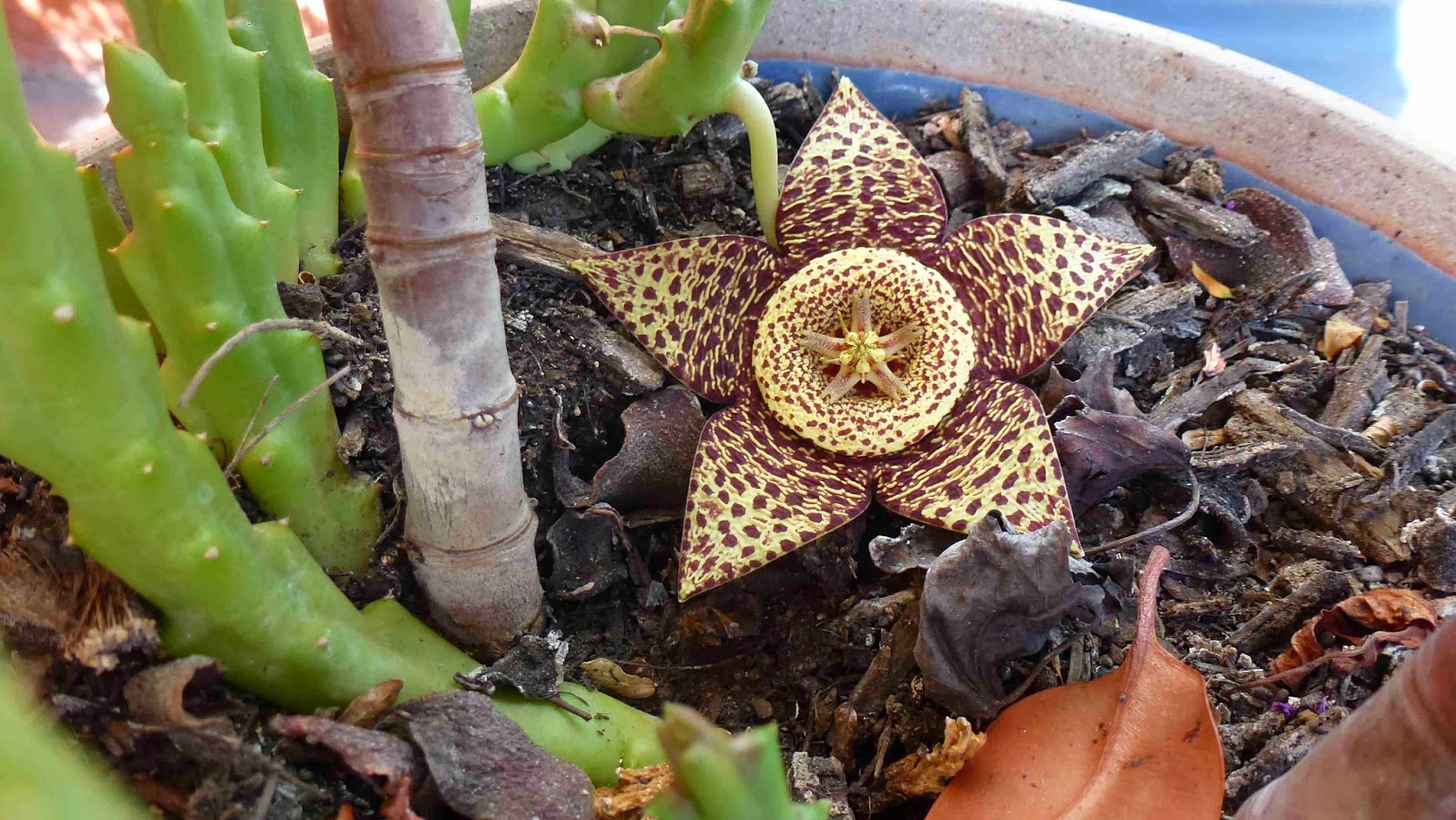 studiotherese: Strange Plant