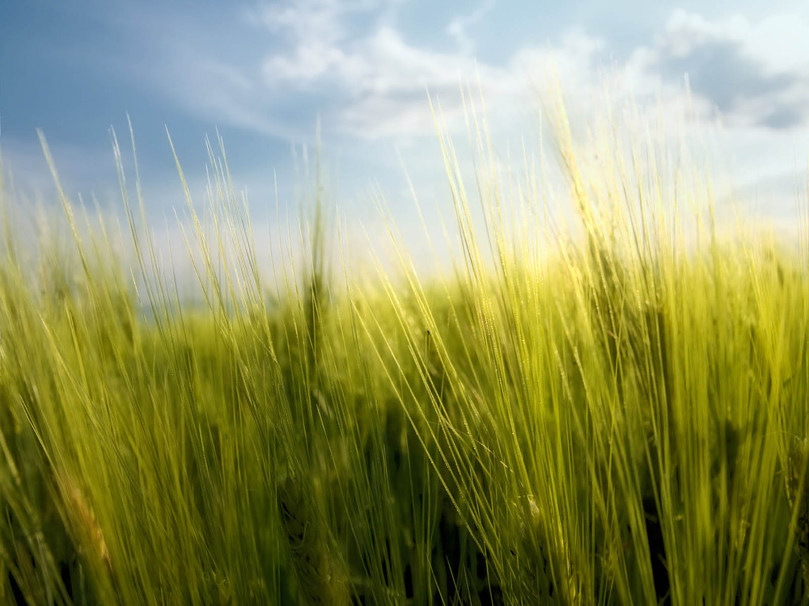 XS Wallpapers HD: Tall Grass Wallpapers