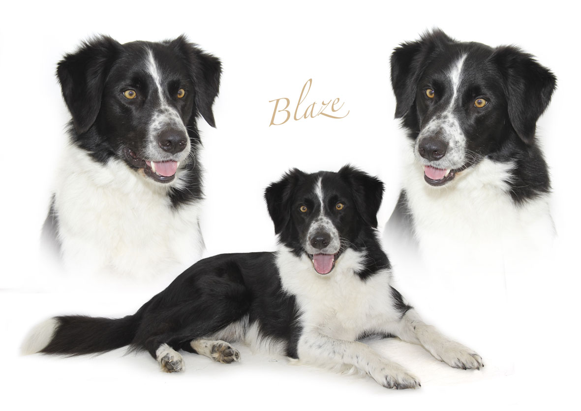 Knall Crafting! Something different! Canine Capers...