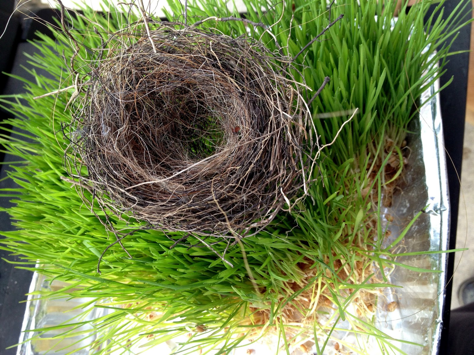Horsehair bird nest Feathers in the woods