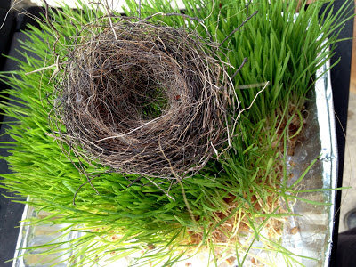 small bird nest made with horse hair